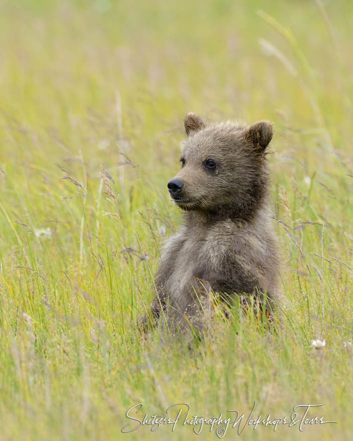 Grizzly Bear Cub from Lake Clark Bear Viewing