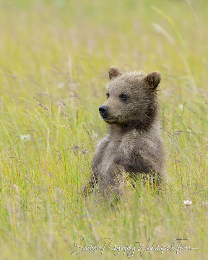 Grizzly Bear Cub from Lake Clark Bear Viewing 20170724 212001