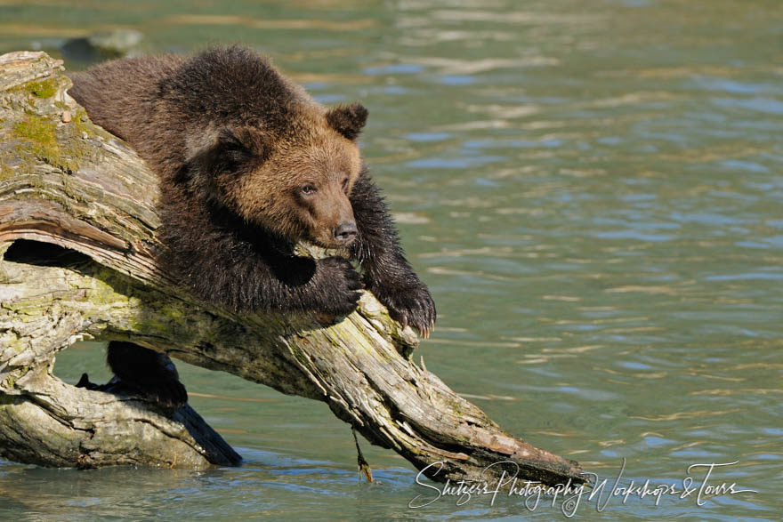 Grizzly Bear Cub on Log and watches Salmon