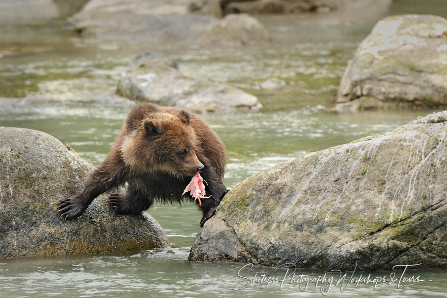 Grizzly Bear Cub stands above water with Salmon