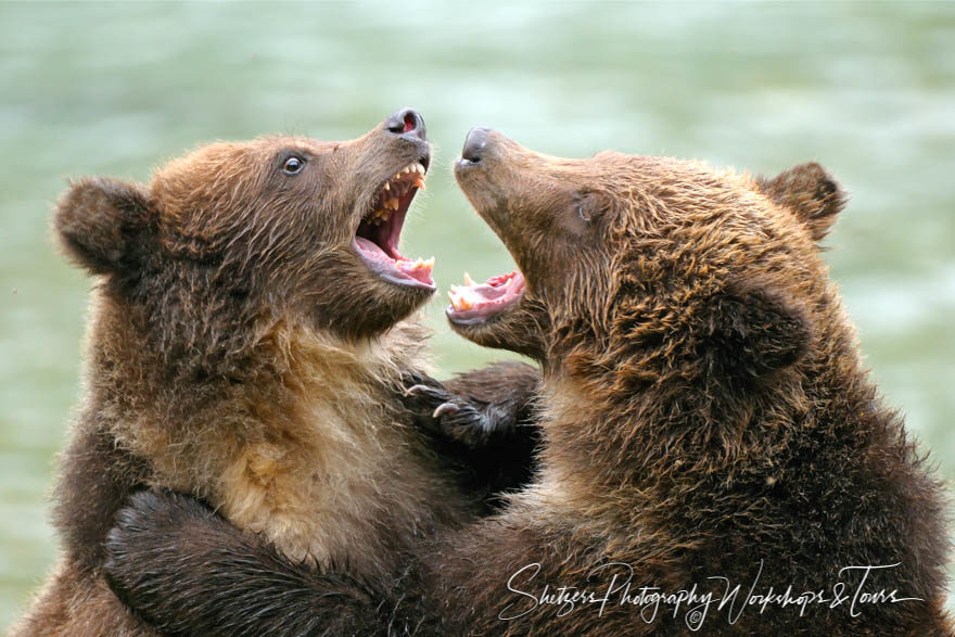 Grizzly Bear Cubs Fight Playfully