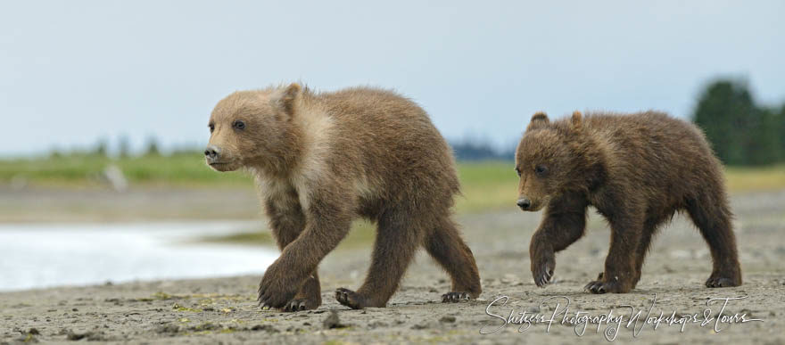 Grizzly Bear Cubs Play at Silver Salmon Creek