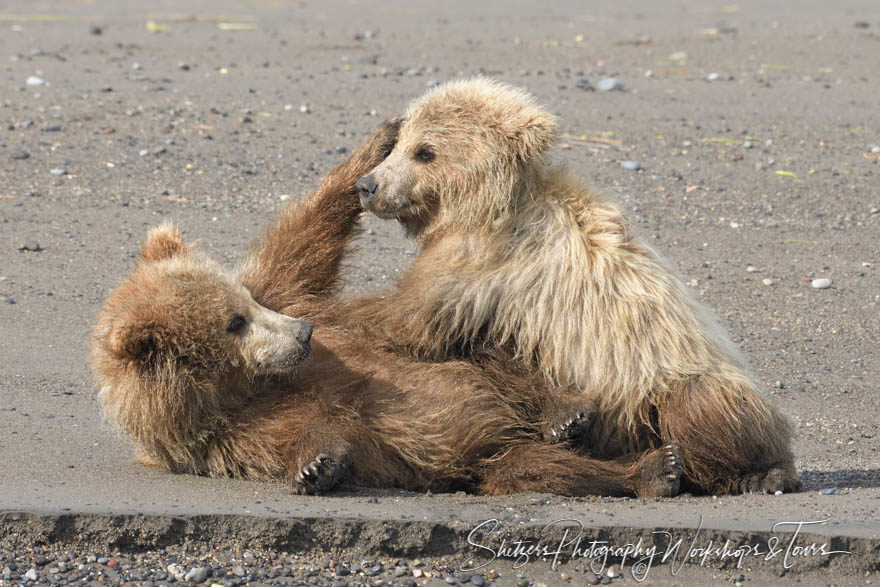 Grizzly Bear Cubs Playing Cook Inlet