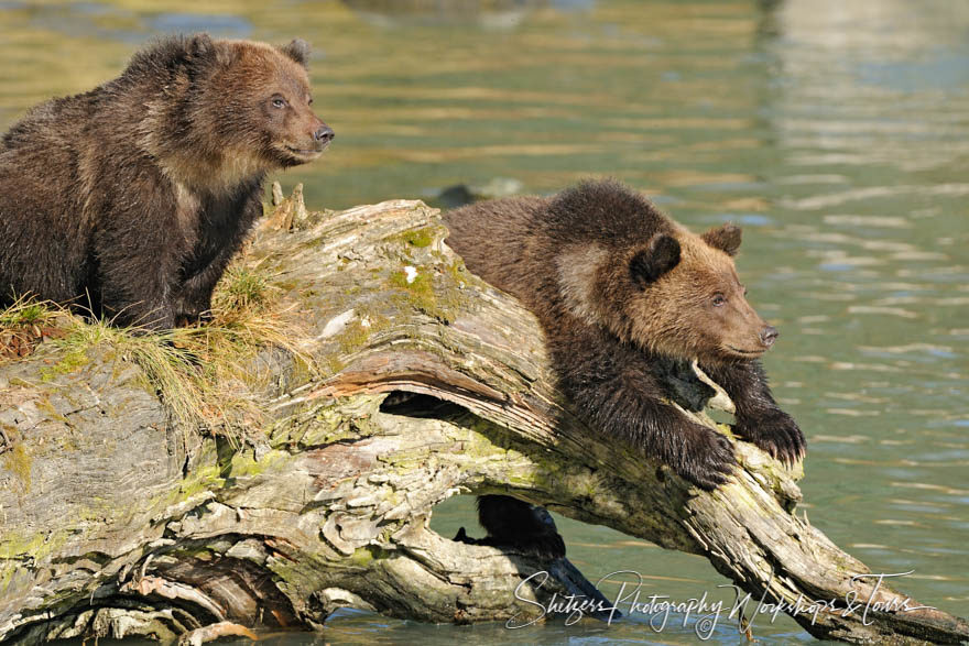 Grizzly Bear Cubs on the Chilkoot River near Haines Alaska