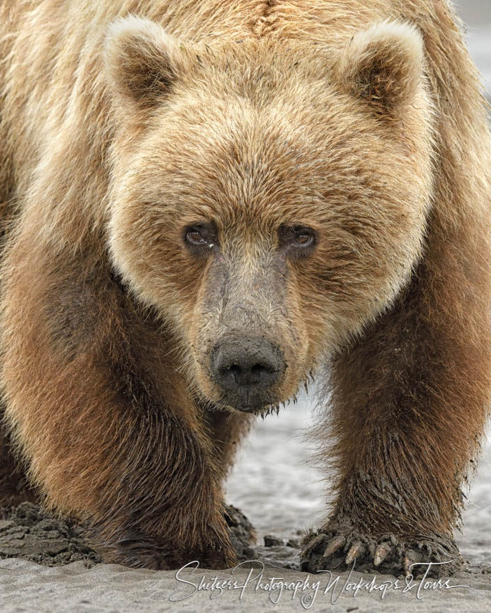 Grizzly Bear Face close-up