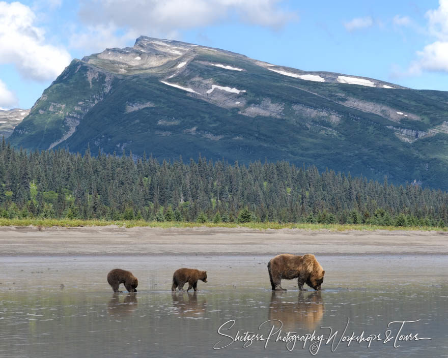Grizzly Bear Family Clamming in Alaskan Backcountry