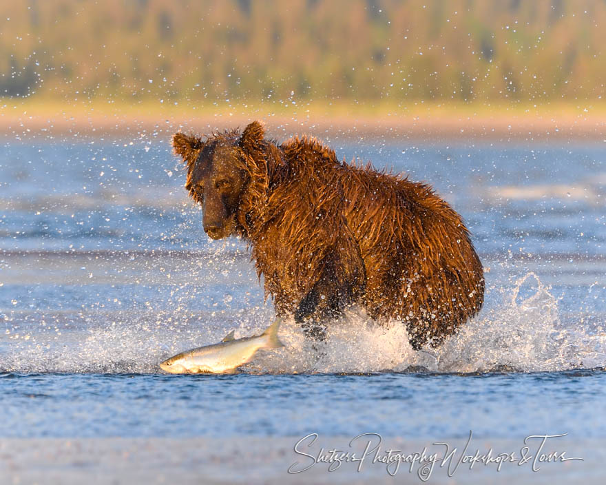 Grizzly Bear Fishing along Silver Salmon Creek 20170731 082010