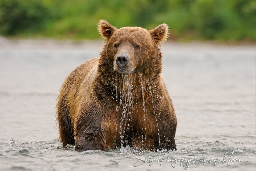Grizzly Bear Fishing in Habitat