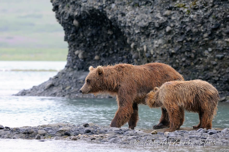 Grizzly Bear Nursing Cub in Alaska’s Katmai Park