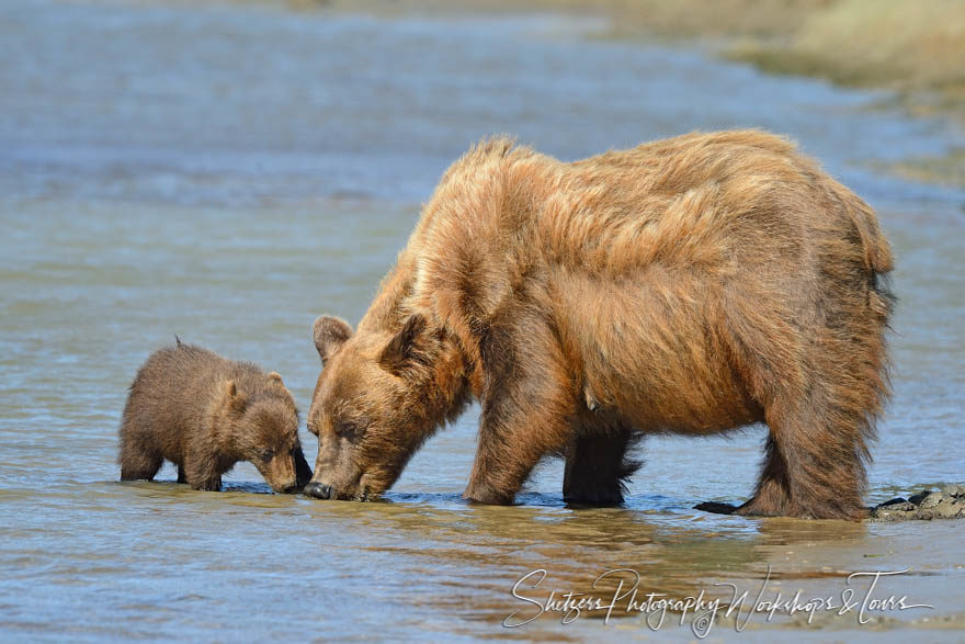 Grizzly Bear Sow and Cub Drink from the stream