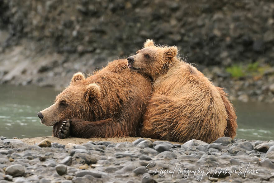 Grizzly Bear Sow and Cub cuddling in the rain of Alaska