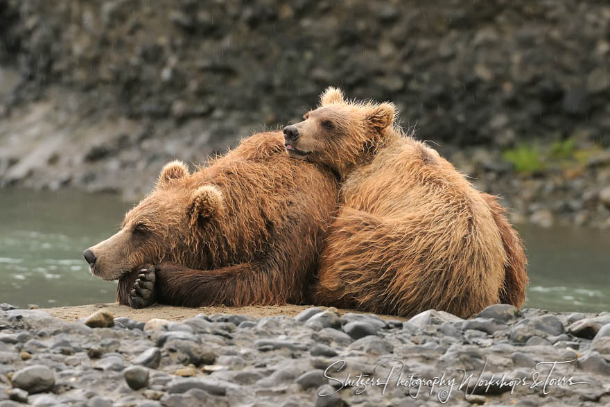 Grizzly Bear Sow and Cub cuddling in the rain of Alaska 20080814 135428