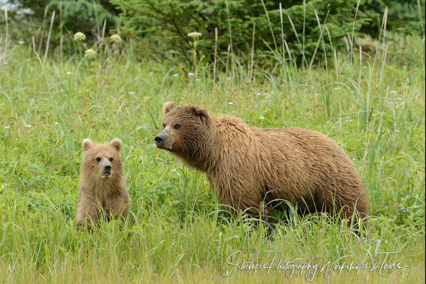 Grizzly Bear Sow and Cub in Green Grass