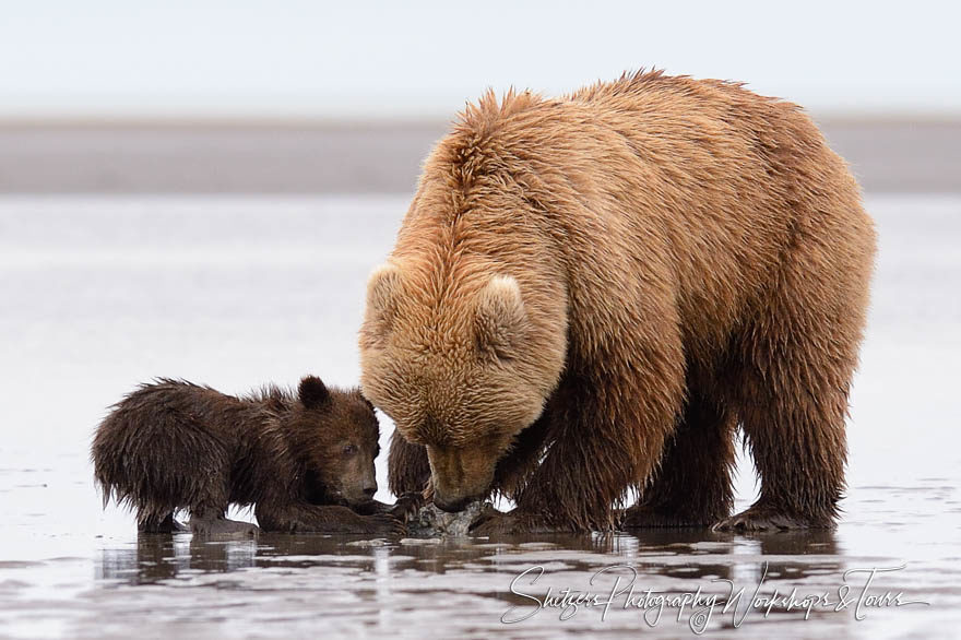 Grizzly Bear Sow and Cubs clamming