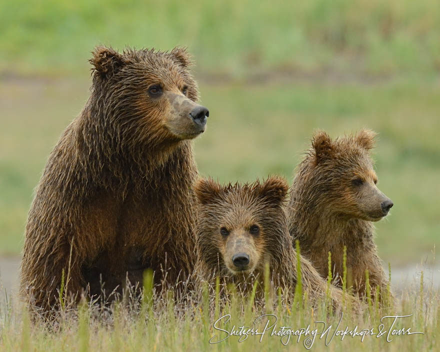 Grizzly Bear Sow and two Cubs