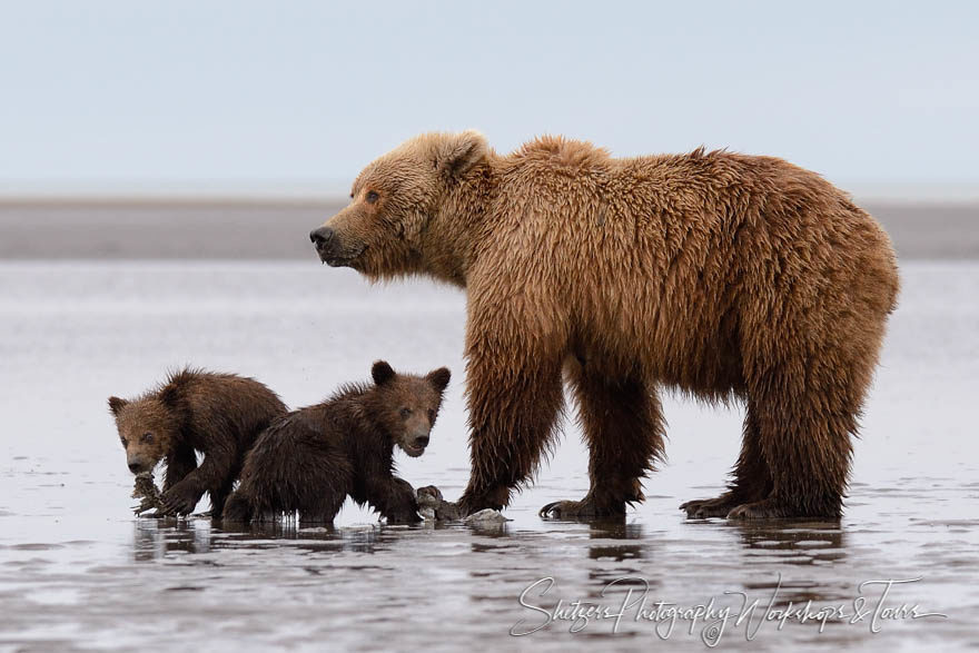 Grizzly Bear Sow and two cubs fish for clams
