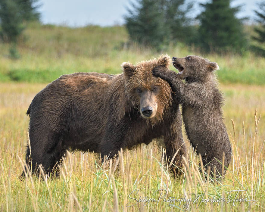 Grizzly Bear Sow and young bear cub play