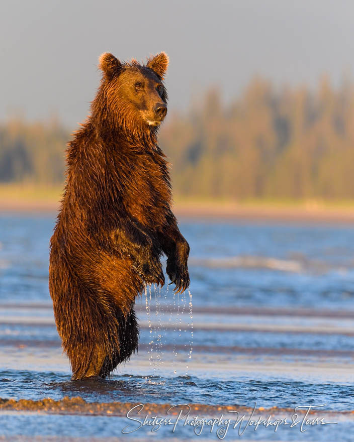 Grizzly Bear Stands Tall