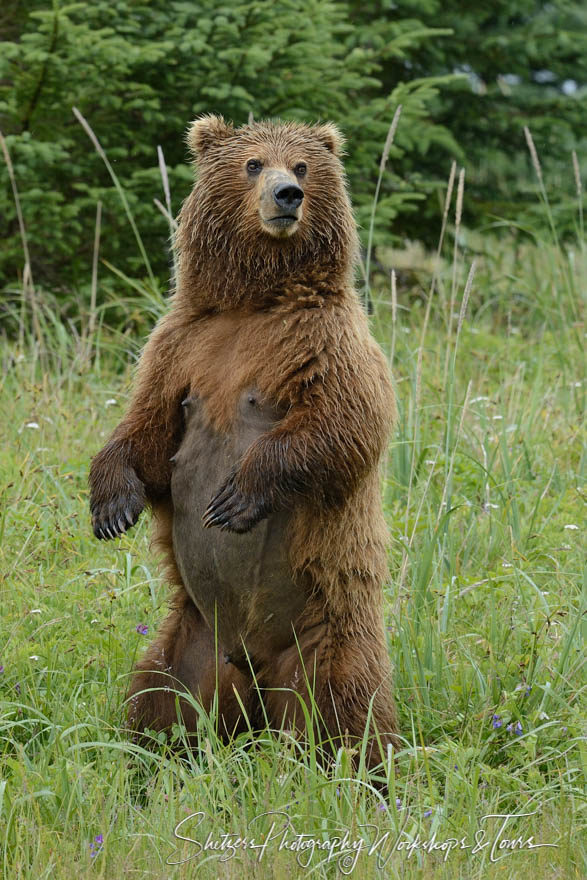 Grizzly Bear Stands on Hind Legs
