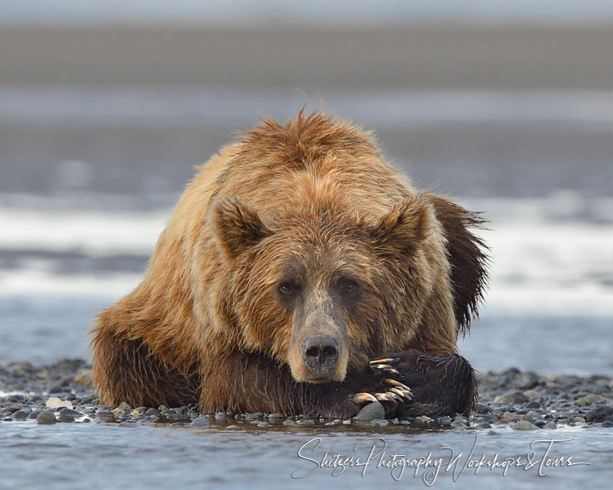 Grizzly Bear Taking a Break from Fishing