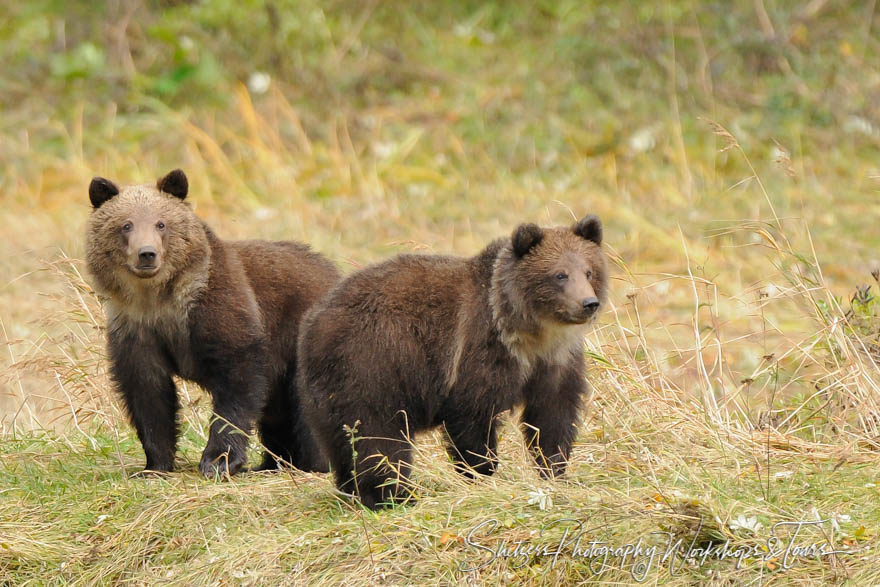 Grizzly Bear Twins Explore a Meadow