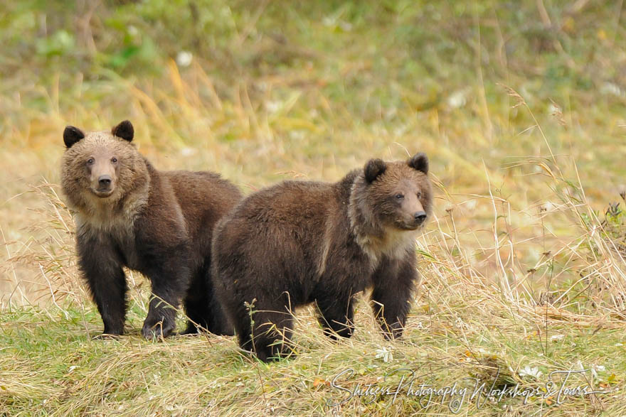 Grizzly Bear Twins Explore a Meadow 20101003 172634
