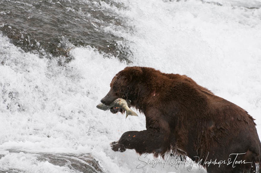 Grizzly Bear catches Salmon with eggs on Alaskan river