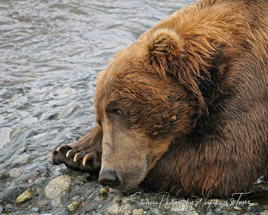 Grizzly Bear closup with claws