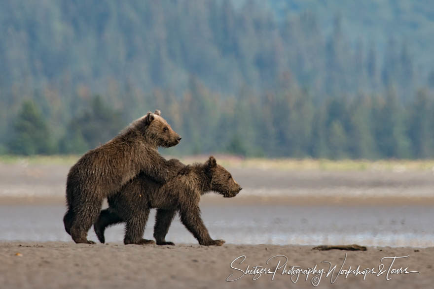 Grizzly Bear cubs play