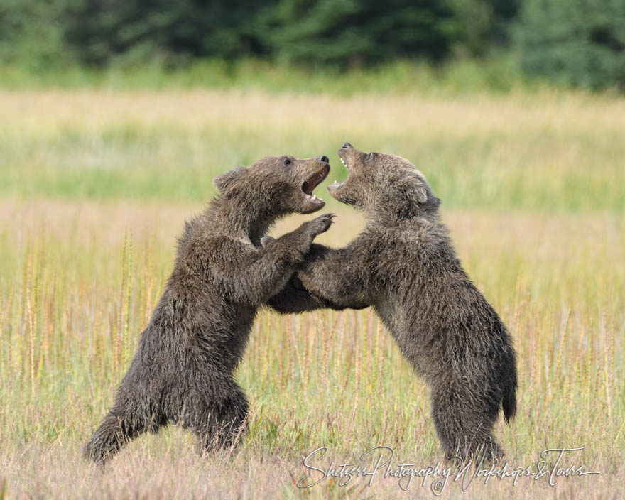 Grizzly Bear cubs play fighting