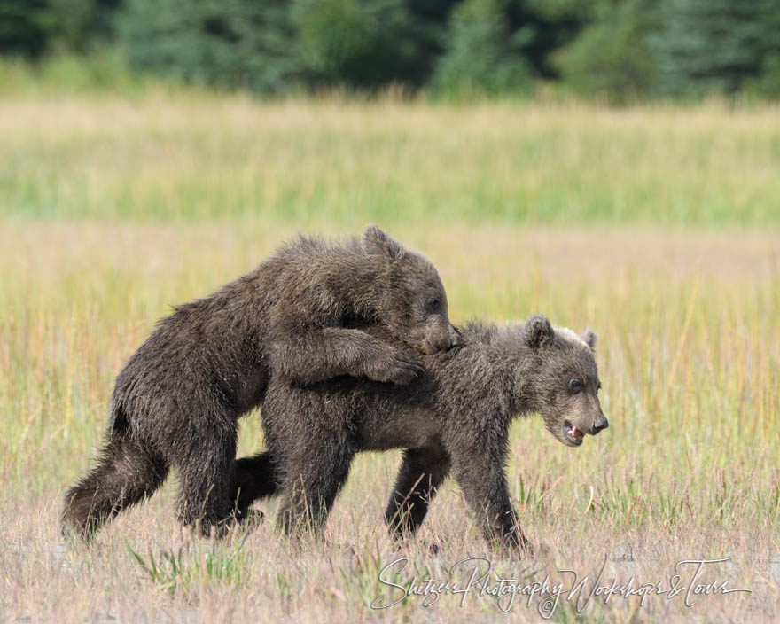 Grizzly Bear cubs playing