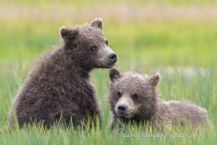 Grizzly Bear cubs rest in meadow