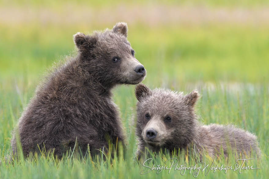 Grizzly Bear cubs rest in meadow 20170731 180314