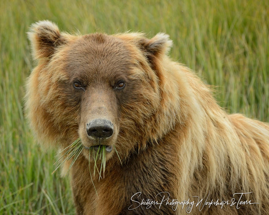 Grizzly Bear enjoying Sedge closeup