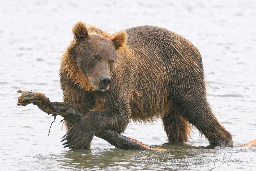 Grizzly Bear in a River with Big Stick