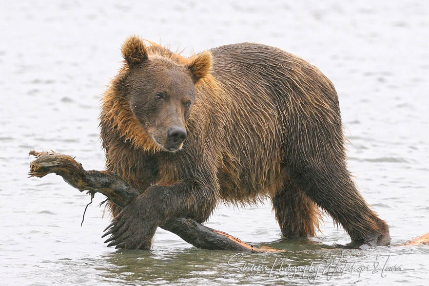 Grizzly Bear in a River with Big Stick 20080814 124438