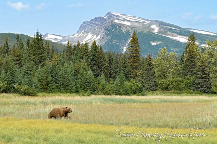 Grizzly Bear in meadow with snow capped mountains