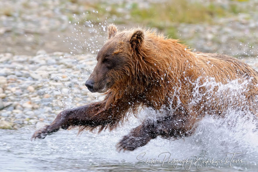Grizzly Bear leaping through water attacking salmon