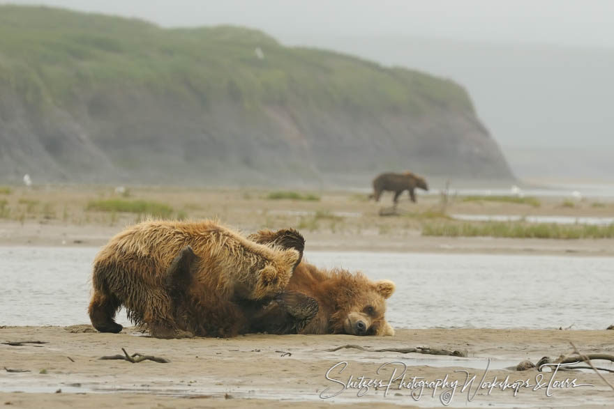 Grizzly Bear nurses cub on an Alaska riverbank