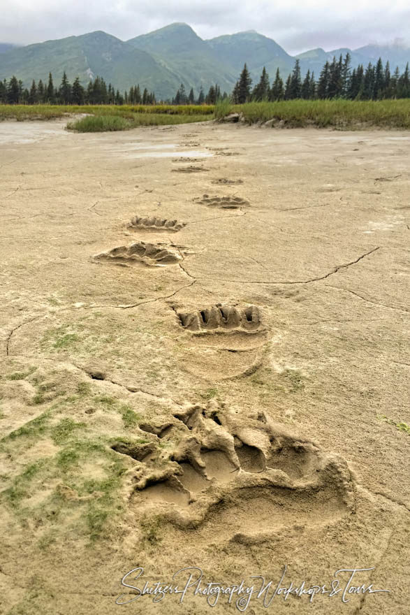 Grizzly Bear paw prints at Lake Clark