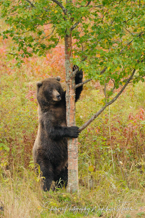 Grizzly Bear scratches tree while standing