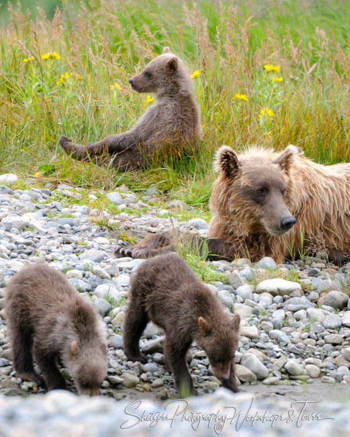 Grizzly Bear sow and three cubs on river bank