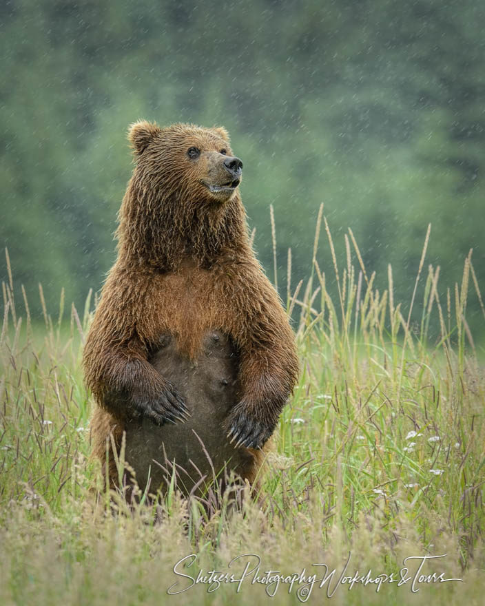 Grizzly Bear stands in the rain