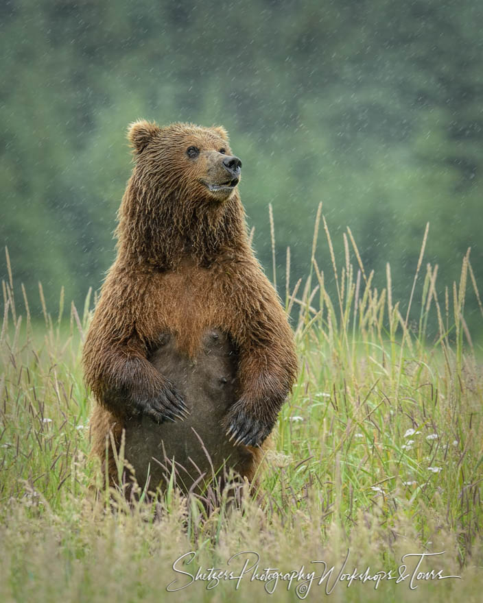 Grizzly Bear stands in the rain 20150712 133155