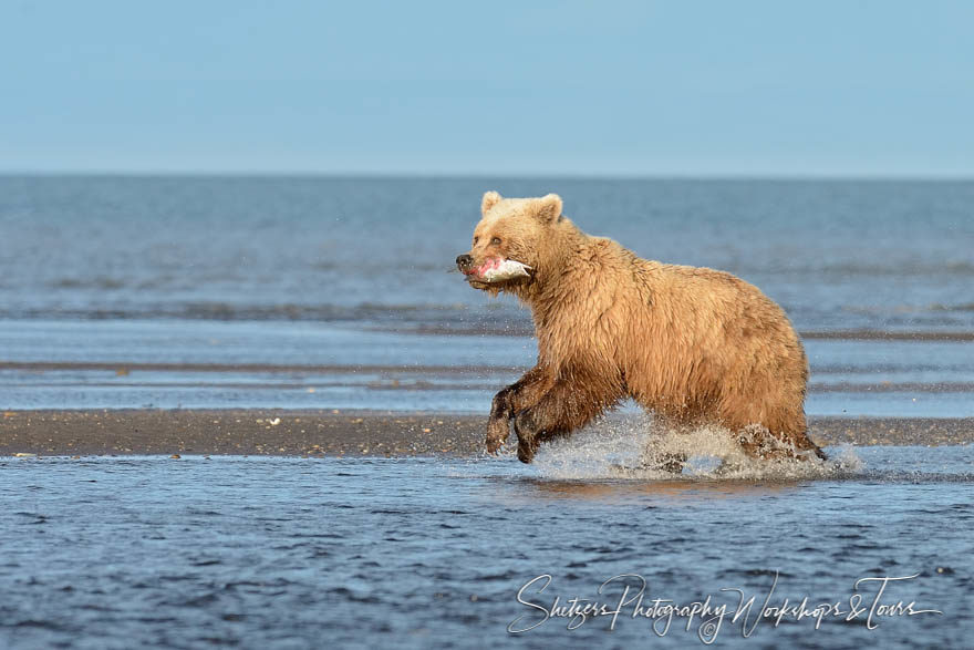 Grizzly Bear with Fish