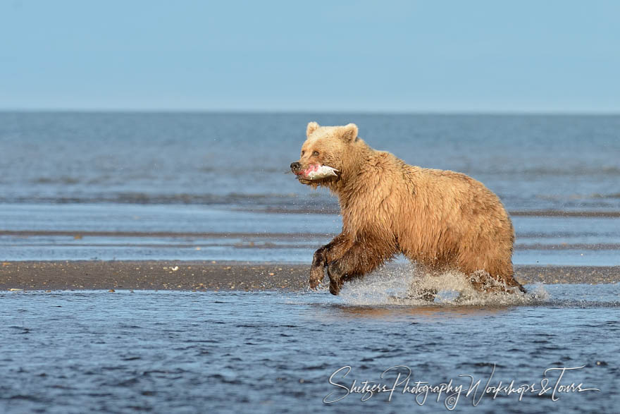 Grizzly Bear with Fish 20150714 223833