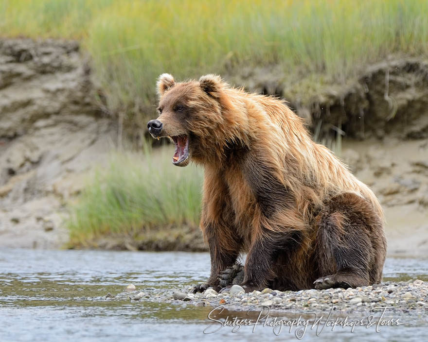 Grizzly Bear yawns whlie fishing