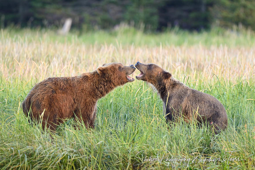 Grizzly Bears Attack each other as they play fight