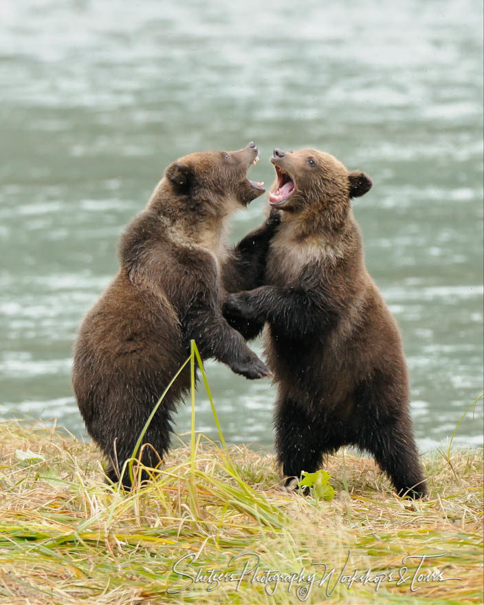 Grizzly Bears Attack each other in play