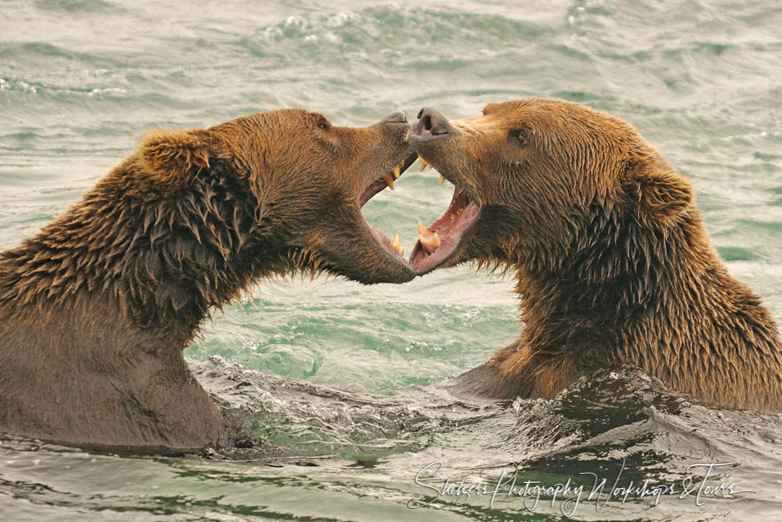 Grizzly Bears Play Fight in River